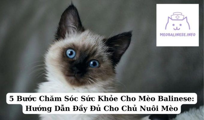 5 Bước Chăm Sóc Sức Khỏe Cho Mèo Balinese: Hướng Dẫn Đầy Đủ Cho Chủ Nuôi Mèo