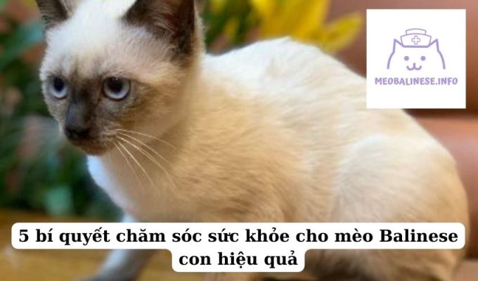 5 bí quyết chăm sóc sức khỏe cho mèo Balinese con hiệu quả