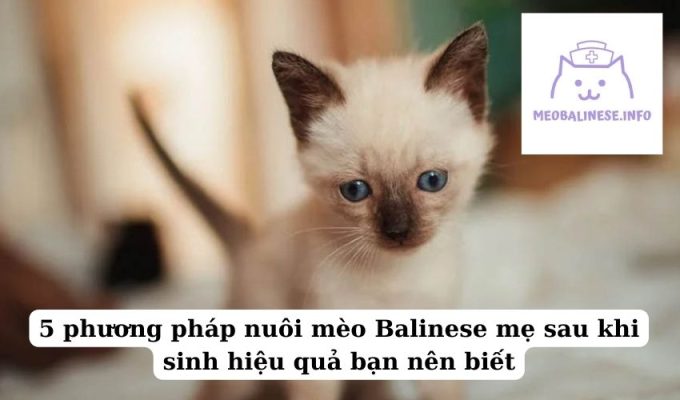 5 phương pháp nuôi mèo Balinese mẹ sau khi sinh hiệu quả bạn nên biết