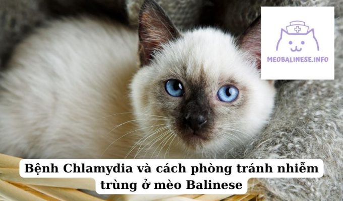 Bệnh Chlamydia và cách phòng tránh nhiễm trùng ở mèo Balinese