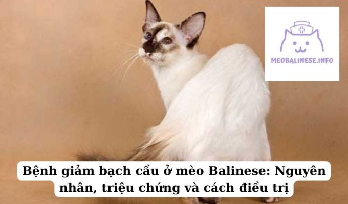 Bệnh giảm bạch cầu ở mèo Balinese: Nguyên nhân, triệu chứng và cách điều trị