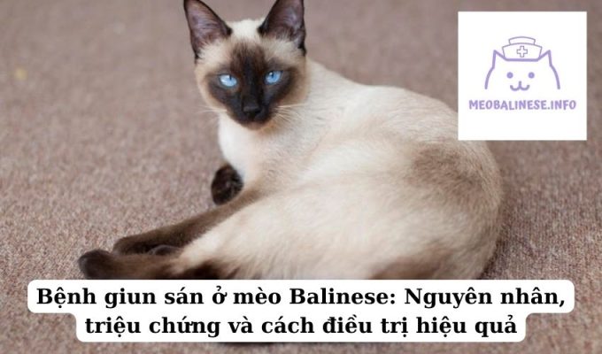 Bệnh giun sán ở mèo Balinese: Nguyên nhân, triệu chứng và cách điều trị hiệu quả