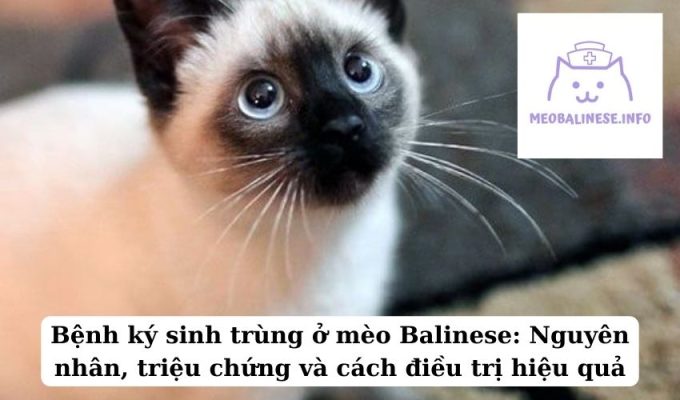 Bệnh ký sinh trùng ở mèo Balinese: Nguyên nhân, triệu chứng và cách điều trị hiệu quả