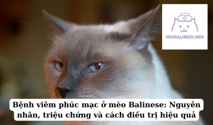 Bệnh viêm phúc mạc ở mèo Balinese: Nguyên nhân, triệu chứng và cách điều trị hiệu quả