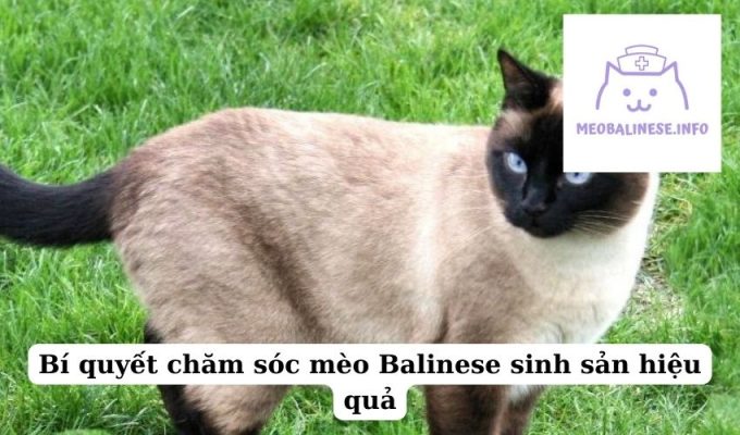 Bí quyết chăm sóc mèo Balinese sinh sản hiệu quả