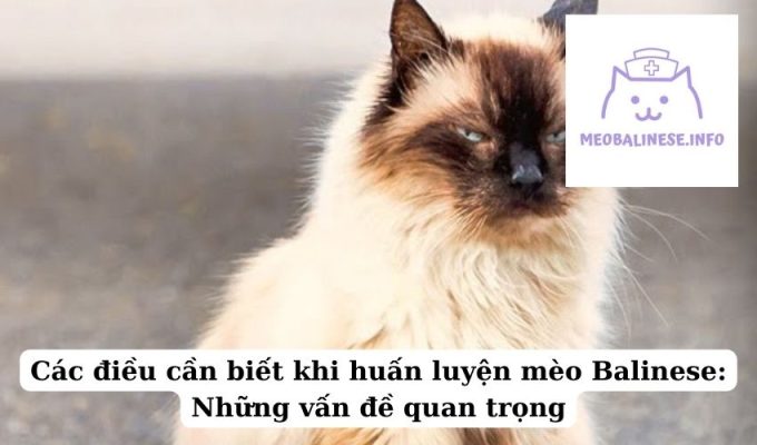 Các điều cần biết khi huấn luyện mèo Balinese: Những vấn đề quan trọng