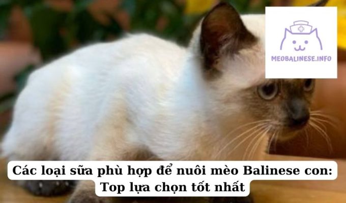 Các loại sữa phù hợp để nuôi mèo Balinese con: Top lựa chọn tốt nhất