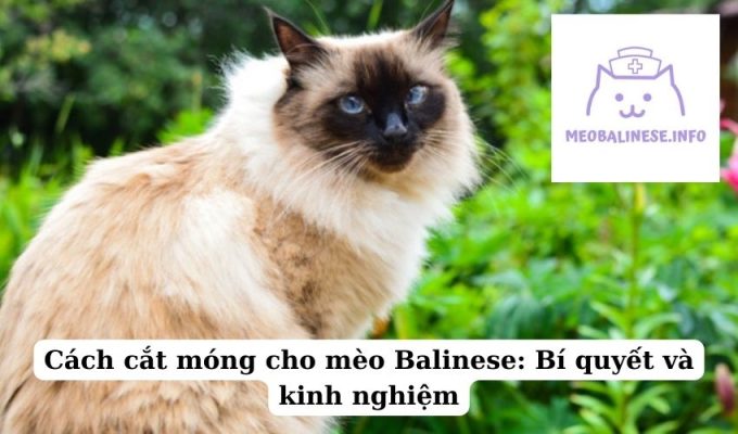 Cách cắt móng cho mèo Balinese: Bí quyết và kinh nghiệm