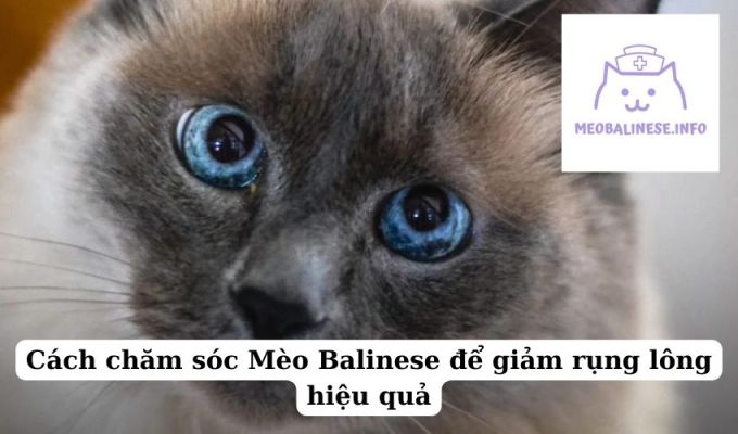 Cách chăm sóc Mèo Balinese để giảm rụng lông hiệu quả