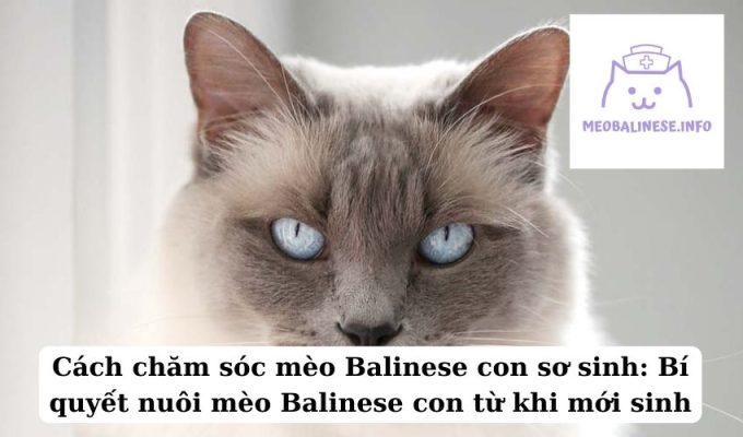 Cách chăm sóc mèo Balinese con sơ sinh: Bí quyết nuôi mèo Balinese con từ khi mới sinh