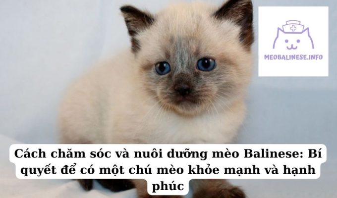 Cách chăm sóc và nuôi dưỡng mèo Balinese: Bí quyết để có một chú mèo khỏe mạnh và hạnh phúc