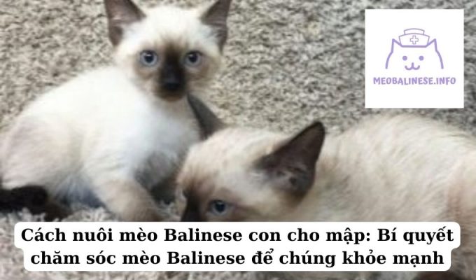 Cách nuôi mèo Balinese con cho mập: Bí quyết chăm sóc mèo Balinese để chúng khỏe mạnh