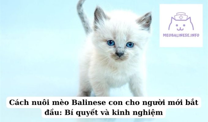 Cách nuôi mèo Balinese con cho người mới bắt đầu: Bí quyết và kinh nghiệm