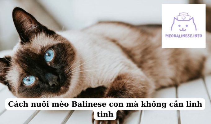 Cách nuôi mèo Balinese con mà không cắn linh tinh