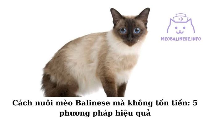 Cách nuôi mèo Balinese mà không tốn tiền: 5 phương pháp hiệu quả