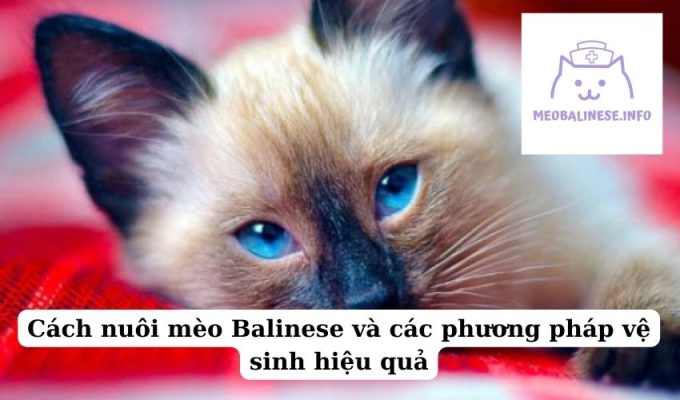 Cách nuôi mèo Balinese và các phương pháp vệ sinh hiệu quả