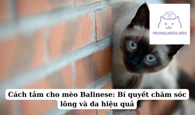 Cách tắm cho mèo Balinese: Bí quyết chăm sóc lông và da hiệu quả