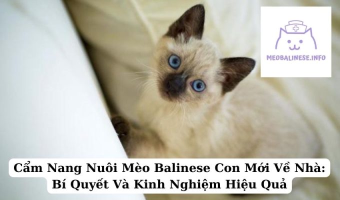 Cẩm Nang Nuôi Mèo Balinese Con Mới Về Nhà: Bí Quyết Và Kinh Nghiệm Hiệu Quả