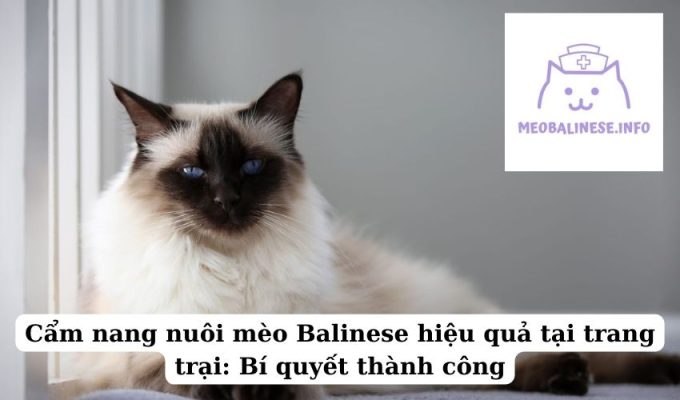 Cẩm nang nuôi mèo Balinese hiệu quả tại trang trại: Bí quyết thành công