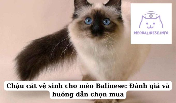 Chậu cát vệ sinh cho mèo Balinese: Đánh giá và hướng dẫn chọn mua