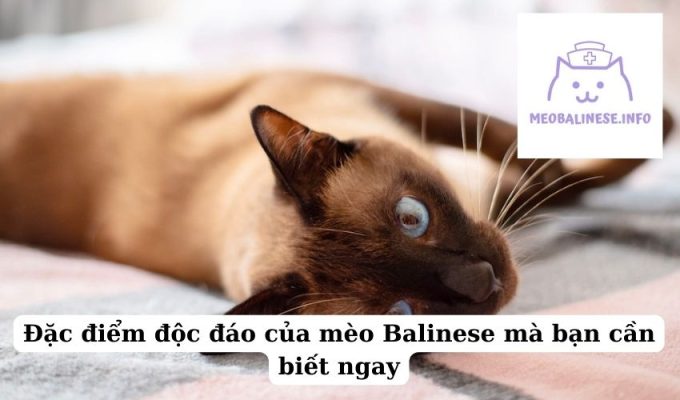 Đặc điểm độc đáo của mèo Balinese mà bạn cần biết ngay