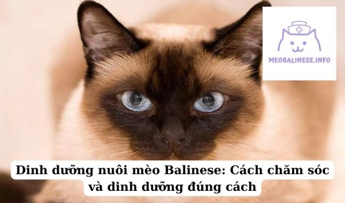 Dinh dưỡng nuôi mèo Balinese: Cách chăm sóc và dinh dưỡng đúng cách