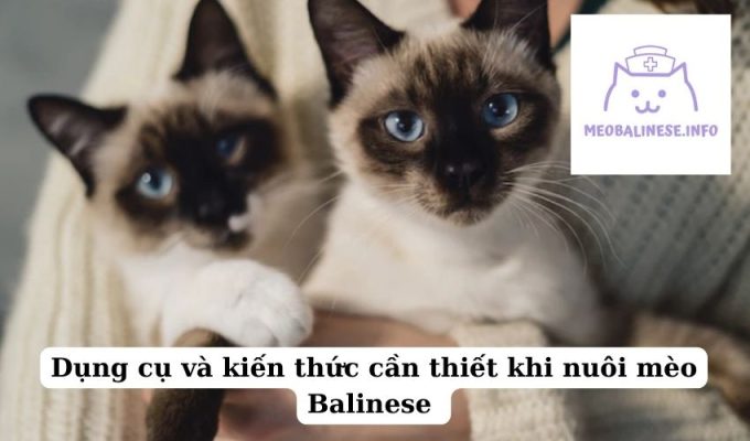 Dụng cụ và kiến thức cần thiết khi nuôi mèo Balinese