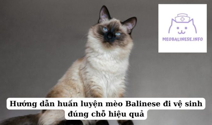 Hướng dẫn huấn luyện mèo Balinese đi vệ sinh đúng chỗ hiệu quả