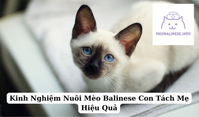 Kinh Nghiệm Nuôi Mèo Balinese Con Tách Mẹ Hiệu Quả