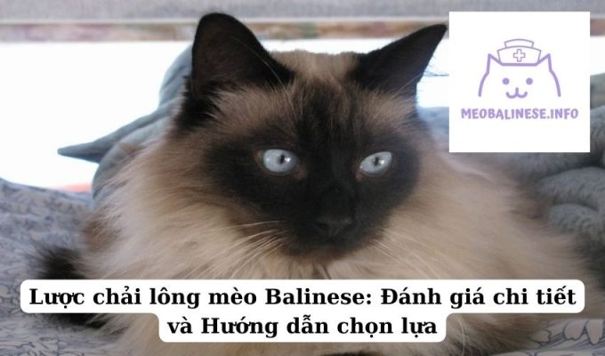 Lược chải lông mèo Balinese: Đánh giá chi tiết và Hướng dẫn chọn lựa