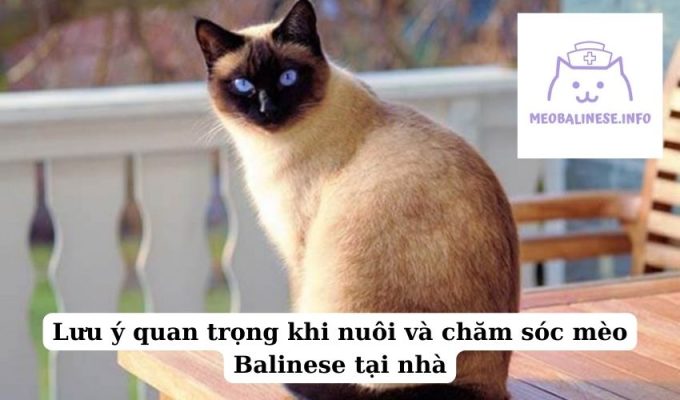 Lưu ý quan trọng khi nuôi và chăm sóc mèo Balinese tại nhà