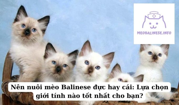 Nên nuôi mèo Balinese đực hay cái: Lựa chọn giới tính nào tốt nhất cho bạn?