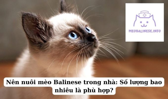 Nên nuôi mèo Balinese trong nhà: Số lượng bao nhiêu là phù hợp?