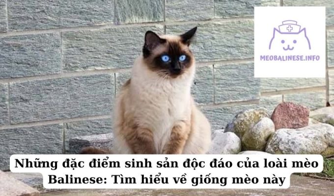 Những đặc điểm sinh sản độc đáo của loài mèo Balinese: Tìm hiểu về giống mèo này