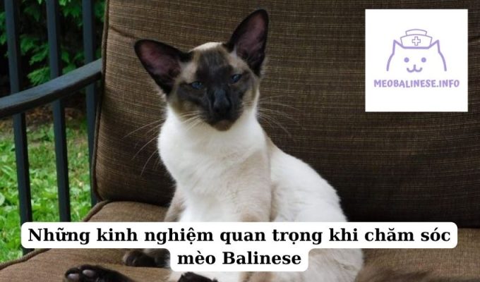 Những kinh nghiệm quan trọng khi chăm sóc mèo Balinese