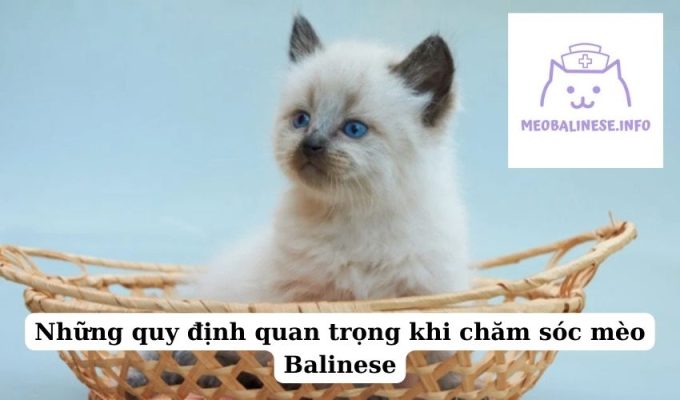 Những quy định quan trọng khi chăm sóc mèo Balinese