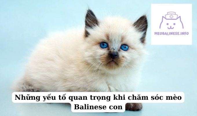 Những yếu tố quan trọng khi chăm sóc mèo Balinese con