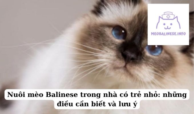 Nuôi mèo Balinese trong nhà có trẻ nhỏ: những điều cần biết và lưu ý