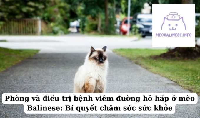 Phòng và điều trị bệnh viêm đường hô hấp ở mèo Balinese: Bí quyết chăm sóc sức khỏe