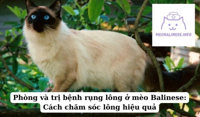 Phòng và trị bệnh rụng lông ở mèo Balinese: Cách chăm sóc lông hiệu quả