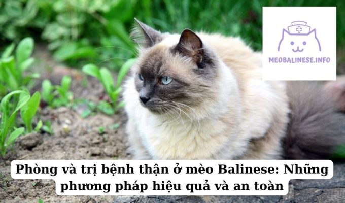 Phòng và trị bệnh thận ở mèo Balinese: Những phương pháp hiệu quả và an toàn