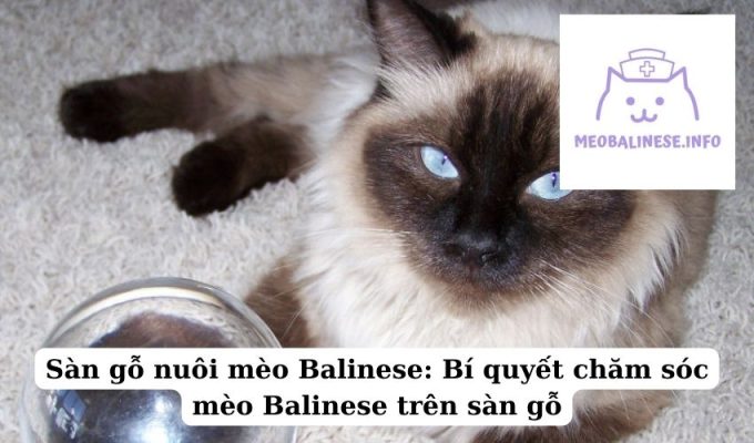 Sàn gỗ nuôi mèo Balinese: Bí quyết chăm sóc mèo Balinese trên sàn gỗ