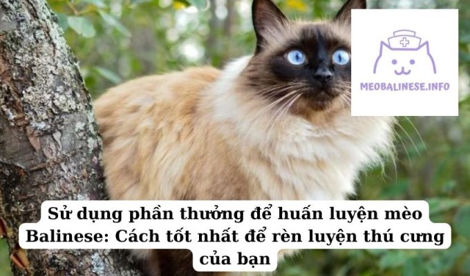 Sử dụng phần thưởng để huấn luyện mèo Balinese: Cách tốt nhất để rèn luyện thú cưng của bạn