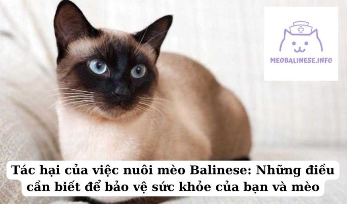 Tác hại của việc nuôi mèo Balinese: Những điều cần biết để bảo vệ sức khỏe của bạn và mèo