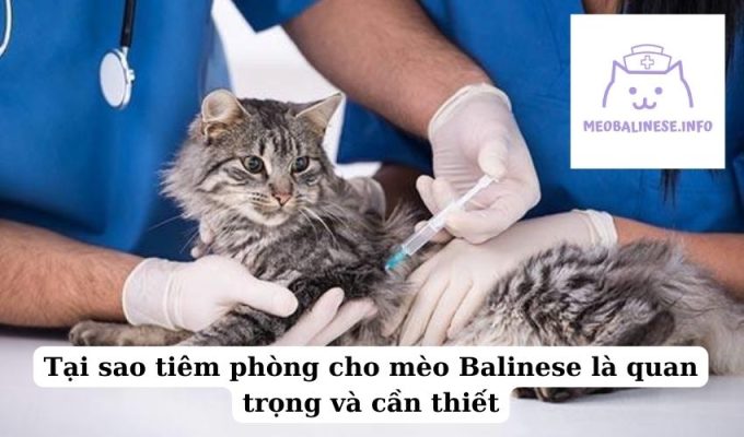 Tại sao tiêm phòng cho mèo Balinese là quan trọng và cần thiết