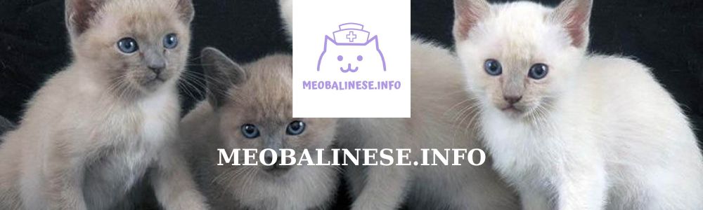 MEOBALINESE.INFO